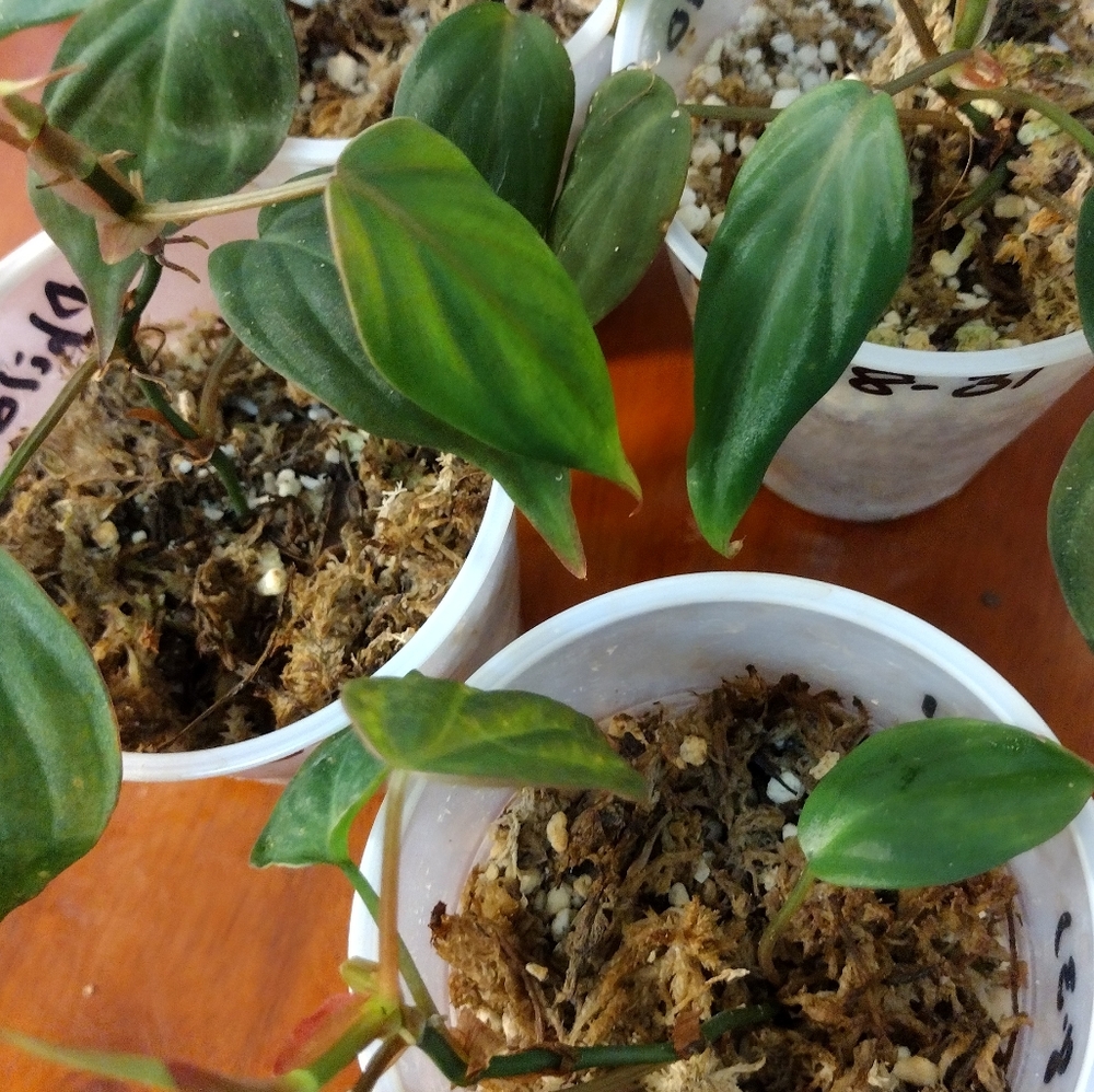 Philodendron Micans starter plant   × 2